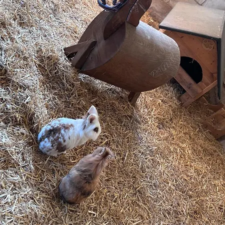 Apartament Gut Bennewohld *